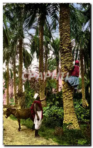 Cartes postales Algerie COLLECTION ARTISTIQUE L AFRIQUE La montee aux palmiers