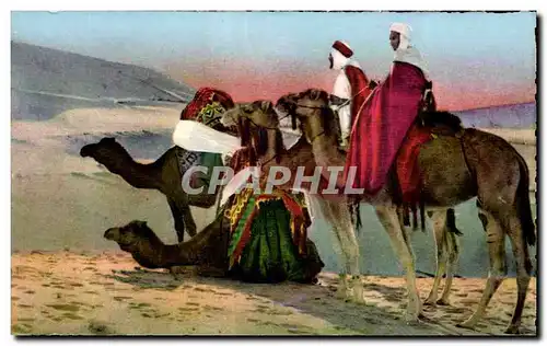Ansichtskarte AK Algerie SCENES ET TYPES D AFRIQUE DU NORD Camel Chameau