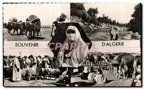 Cartes postales Algerie SOUVENIR D ALGERIE