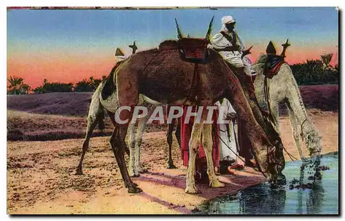 Ansichtskarte AK Algerie Aux bords de I Oued Chameau Camel