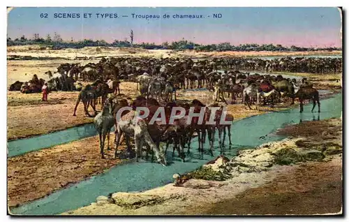 Cartes postales Scenes et Types Troupeau de chameaux Camel