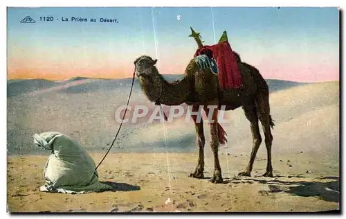 Ansichtskarte AK Algerie La Priere au Desert Chameau Camel