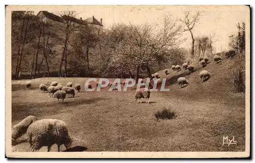 Ansichtskarte AK Notre Belle Campagne Moutons au paturage