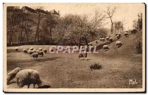 Cartes postales Notre Belle Campagne Moutons au paturage