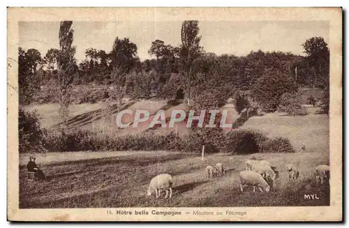 Cartes postales Notre belle Campagne Moutons au paturage