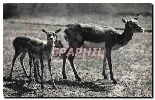 Cartes postales moderne Parc zoologique Bois de Vincennes Zoo Gazelles de l inde