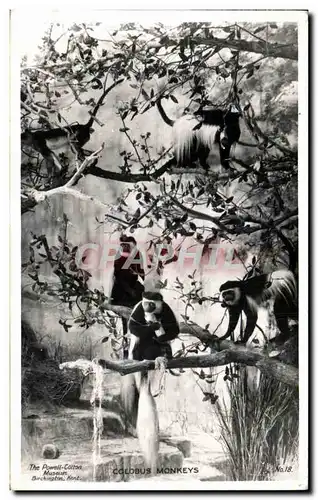 Cartes postales moderne colobus Monkeys Singes