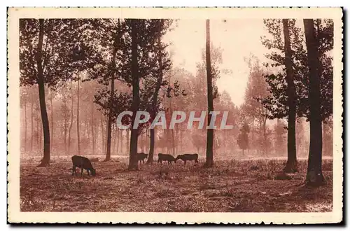 Cartes postales au lever du jour Vaches