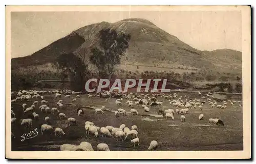 Ansichtskarte AK L Auvergne Le Puy de Dome Moutons