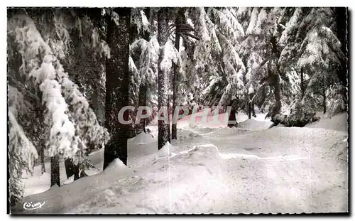 Cartes postales Champagnac le Vieux Les bois de sapins en hiver