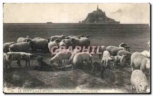 Ansichtskarte AK Le Mont saint michel Le pres sales des greves Mouton Berger