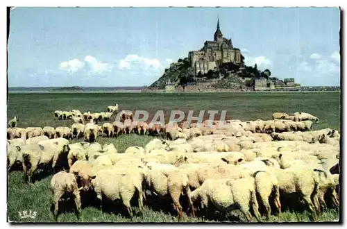 Ansichtskarte AK Le Mont saint michel Le pres sales des greves Moutons Sheep