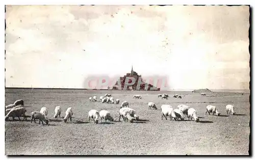 Cartes postales Le mont st michel Pres sales sur les greves