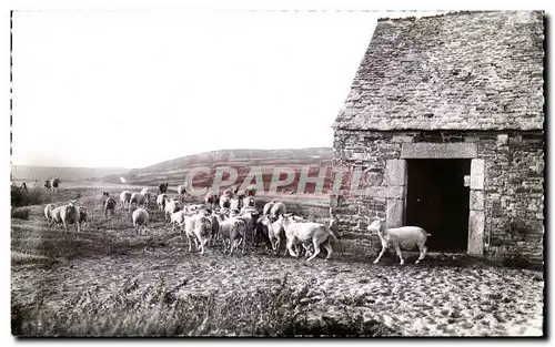 Cartes postales La vie rurale dans le Cotentin La sortie du Troupeau Moutons