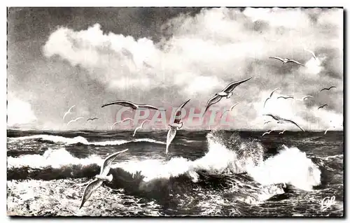 Cartes postales Vol de Mouettes sur la Mer sea gull Bird