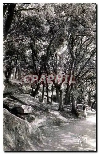 Cartes postales Noirmoutier Au Bois de la Chaize Les Chenes Veite