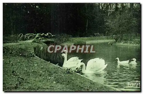 Cartes postales Lucon jardin dumaine Cygne Swan