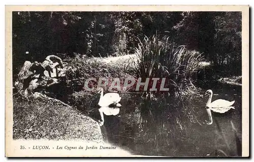 Ansichtskarte AK Lucon les cygnes du jardin dumaine Swan