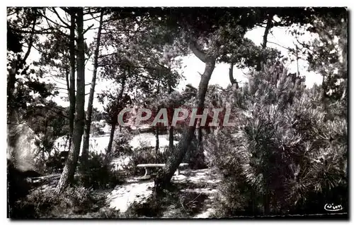 Cartes postales Quend Plage les Pins Somme Sous Bois