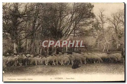 Ansichtskarte AK Hyeres Sous Bois Moutons Sheep