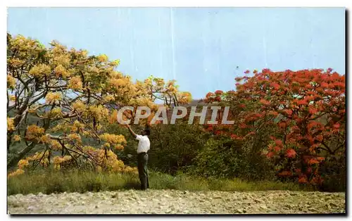 Cartes postales moderne Martinique La campagne en fleurs Flamboyants jaune et rouges