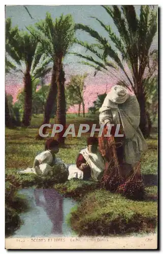 Cartes postales Maroc Scenes Et Types La recolte des dattes