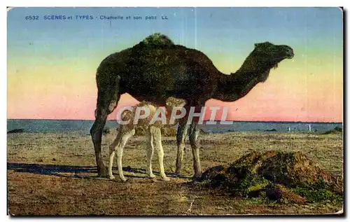 Ansichtskarte AK Maroc Scenes et Types Chamelle et son petit Camel Chameau