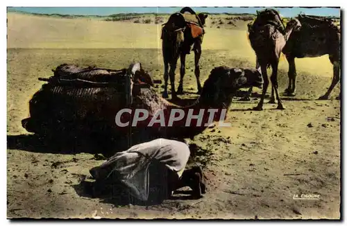 Cartes postales Maroc Scenes et Types-La Priere dans les camel Chameau