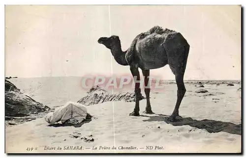 Cartes postales Maroc Desert du Sahara La Priere du Chamelier Camel Chameau