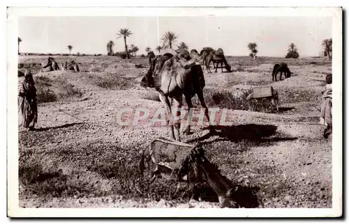 Cartes postales Maroc ( Scenes et Types) Chameaux en paturage Camel