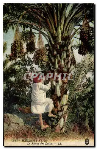 Cartes postales Maroc Scenes Et Types La Recolte des Dattes Folklore