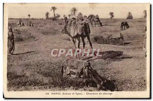 Cartes postales Maroc Scenes et Types Chameaux en paturage Camel