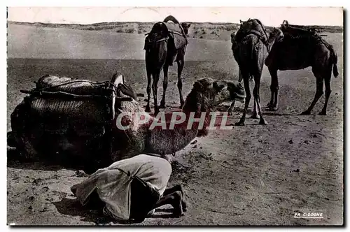 Ansichtskarte AK Maroc Scenes Et Types La priere Dans le desert chameau Camel