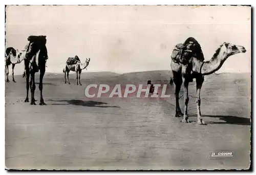 Ansichtskarte AK Maroc Scenes et Types Charneaux dans les dunes Camel Chameau