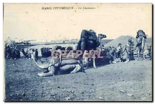 Ansichtskarte AK Maroc Maroc Pittoresque Les Chameaux Camel Chameau