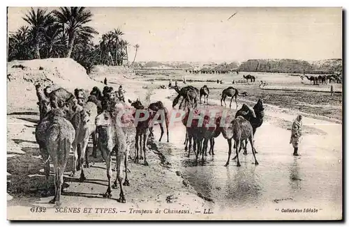 Ansichtskarte AK Maroc Scenes Et Types Troupeau de Chameaux Camel Chameau