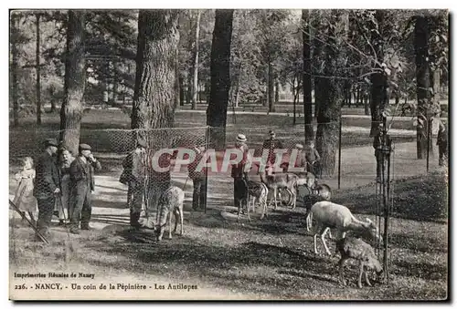 Cartes postales Nancy Un coin de la Pepiniere Les Antilopes Zoo