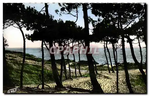 Cartes postales moderne saint jean de monts la mer a travers la foret