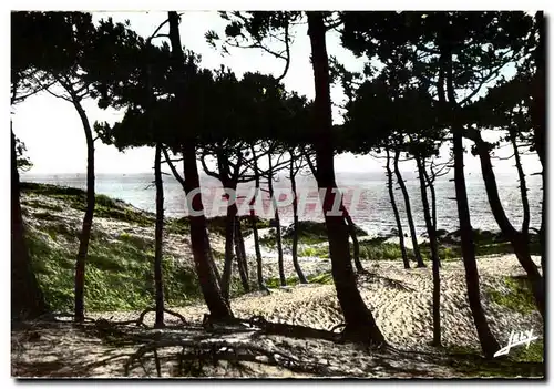 Cartes postales moderne Saint jean de monts (Vendee) la mer a travers la foret des