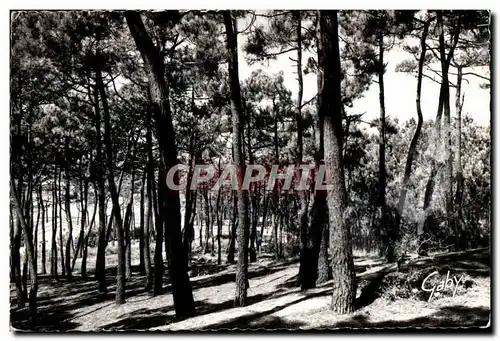 Cartes postales moderne Env de Saint Nicolas de Bre (Vendee) Bretignolles sur Mer Foret des Dunes