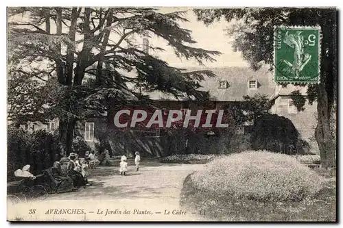 Ansichtskarte AK Avranches Le Jardin des Plantes Le Cedre