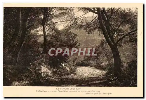 Cartes postales Ile De Port Cros (Var) Le fouilliage soyaux des Pins d Alep