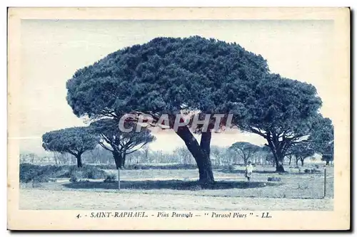 Cartes postales Saint Raphael Pius Parasols Farasol Pines