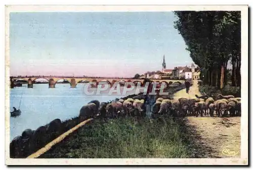 Cartes postales Macon S et L Les Bords de la Saone Moutons