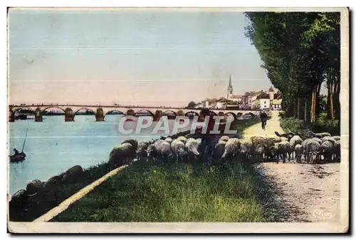 Cartes postales Macon Les Bords de la Saone Moutons