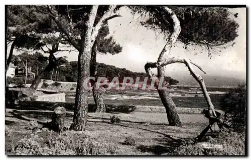 Cartes postales Saint Aygule Les Pinedes du Bord de Mer