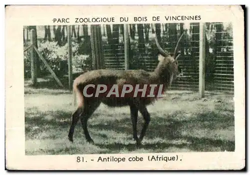 Image Zoo Vincennes Antilope code