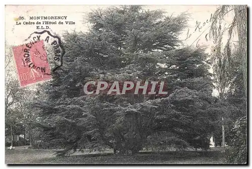 Cartes postales Montmorency Le Cedre de l Hotel de Ville ELD