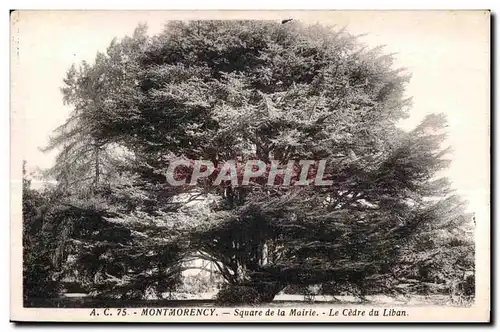 Ansichtskarte AK Montmorency Square de la Mairie Le Cedre du Liban Lebanon