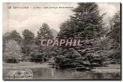 Cartes postales Saint Cloud Le Parc Cedre plante par Marie Antoinette